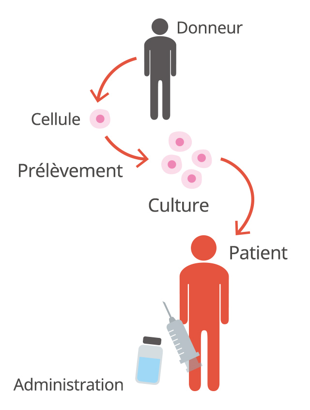 Donneur → Cellule → Prélèvement → Culture → Administration Patient